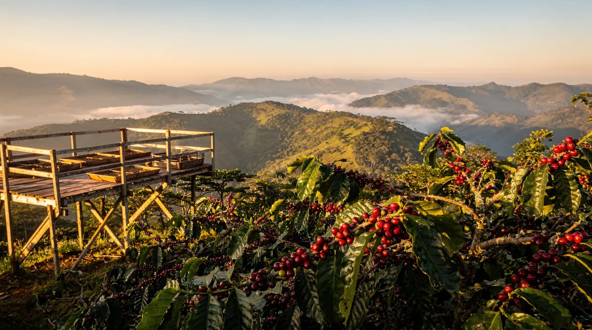 Huila coffee finca